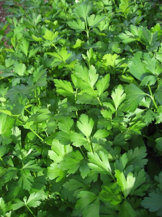 Parsley Seeds - Dark Green Italian Giant (Petroselinum crispum) - 500 Seeds