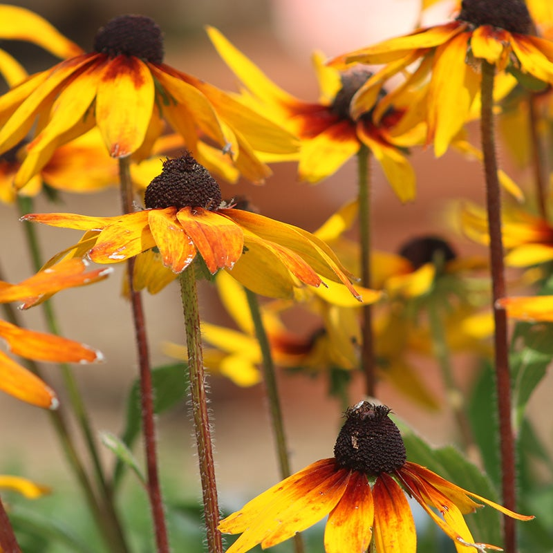 Gloriosa Daisy Seeds Rudbeckia hirta - 100mg (~300 Seeds) Bi-Color Blooms