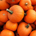 New England Pie Pumpkin Seeds - Heirloom Cucurbita Pepo, 4-7 lb Pies, Non-GMO