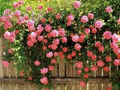 Pink Climbing Rose Seeds - 20 Rare Pink Climbing Rose Seeds for Trellises & Fences