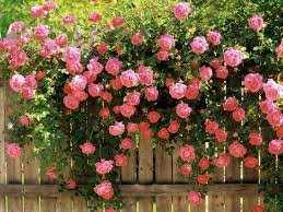 Pink Climbing Rose Seeds - 20 Rare Pink Climbing Rose Seeds for Trellises & Fences