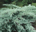 Grey Owl Spreading Juniper Cuttings (4) 5-7" - Drought-Tolerant evergreen starter plants