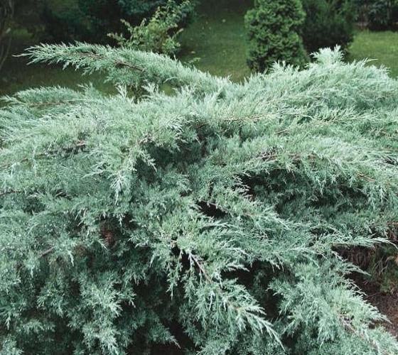 Grey Owl Spreading Juniper Cuttings (4) 5-7" - Drought-Tolerant evergreen starter plants