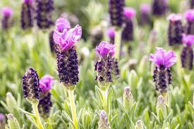 Italian Lavender Lavandula stoechas Seeds - Fragrant Purple Herb, 50 Seeds