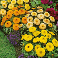 Fiesta Gitana Calendula Seeds - Non-GMO, 50-1,000 Seeds | Orange to Gold, Edible Flowers