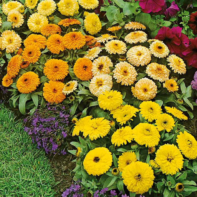 Fiesta Gitana Calendula Seeds - Non-GMO, 50-1,000 Seeds | Orange to Gold, Edible Flowers