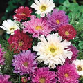 Cosmos bipinnatus - 200+ Double Click Mixed Cosmos Seeds (Pink, White, Rose) – Full Sun, Annual