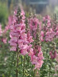 Antirrhinum majus Potomac Lavender Snapdragon Seeds - 1000+ Soft Purple Blooms (Seeds)