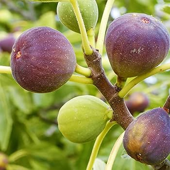 100 Smith Fig Seeds - Ficus carica Heirloom Fig Seeds for Home Garden