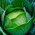 Cabbage Copenhagen Market Seeds - Heirloom Brassica oleracea, 1g (approx. 200 seeds) for Home Garden