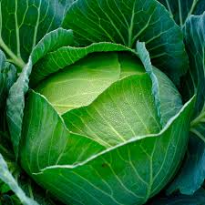 Cabbage Copenhagen Market Seeds - Heirloom Brassica oleracea, 1g (approx. 200 seeds) for Home Garden