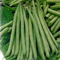 Petite Filet French Bean Seeds - Phaseolus vulgaris (10 Seeds) Bush-Type, Tender & Crisp