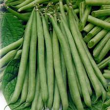Petite Filet French Bean Seeds - Phaseolus vulgaris (10 Seeds) Bush-Type, Tender & Crisp