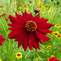 Tall Red Plains Coreopsis Seeds - Coreopsis tinctoria (Annual) 12-36 in - Crimson-Red Blooms - Zones 3-10 - Non-GMO