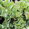 Crassula Arborescens Undulatifolia Ripple Jade Bare Root Plant – 1 Live 3"