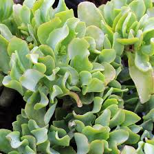 Crassula Arborescens Undulatifolia Ripple Jade Bare Root Plant – 1 Live 3"