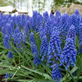 Muscari Armeniacum Bulbs (Blue Grape Hyacinth) - 6-8" Tall, Deer Resistant, Award-Winning