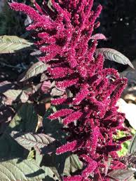 Amaranth Opopeo Red Flower Seeds - 1500 Seeds, Edible Leaves & Grain Microgreens (Amaranthus) Non-GMO