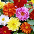 Cracker Jack Mix Marigold Seeds (Tagetes erecta) – Double Blooms, Non-GMO, Zones 1-10