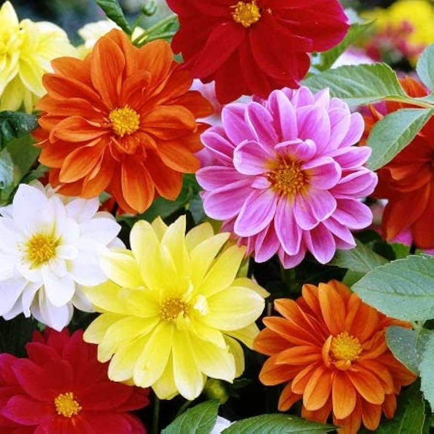 Cracker Jack Mix Marigold Seeds (Tagetes erecta) – Double Blooms, Non-GMO, Zones 1-10
