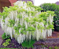 White Wisteria floribunda Alba Seeds - Fragrant Climbing Vine (5 Seeds)