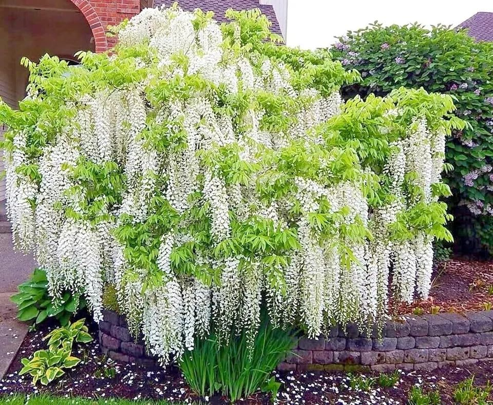 White Wisteria floribunda Alba Seeds - Fragrant Climbing Vine (5 Seeds)