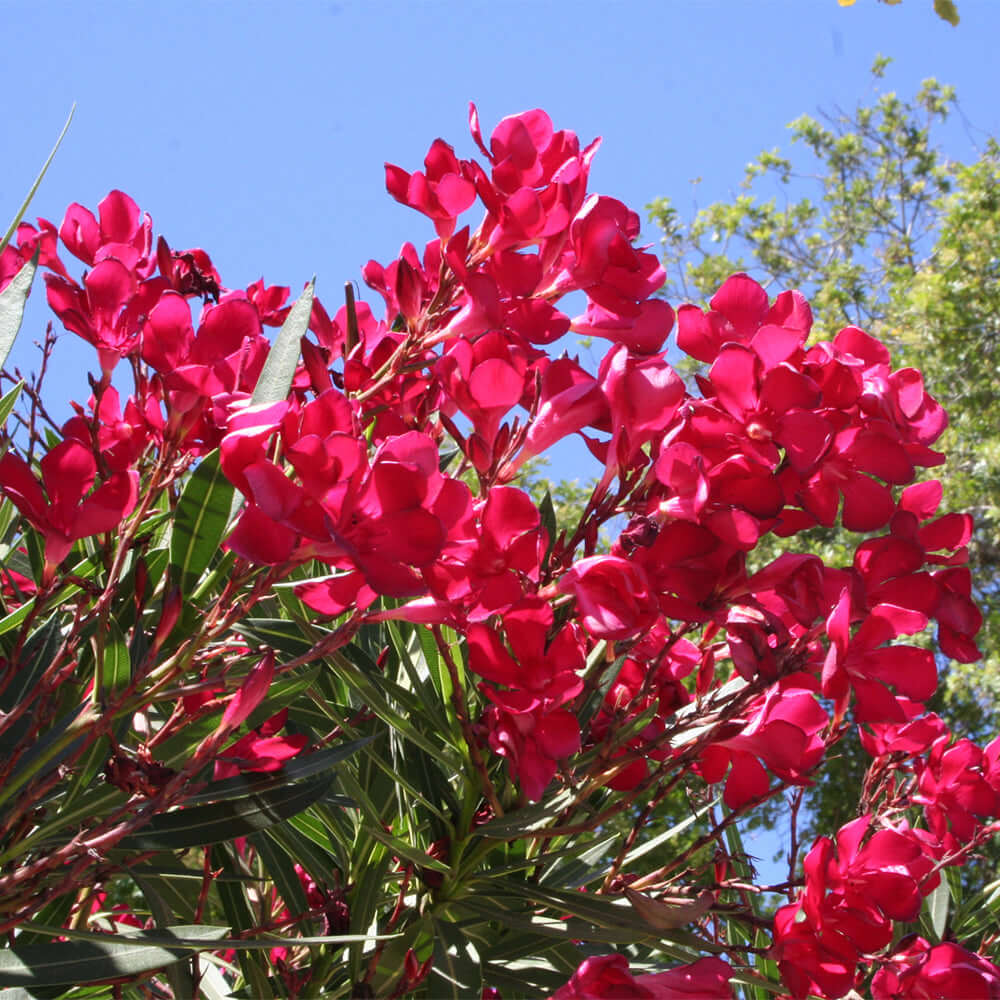 Oleander Red Live Cuttings (7) Unrooted 6" - Fast-Growing Evergreen Hedge, Zones 8-10