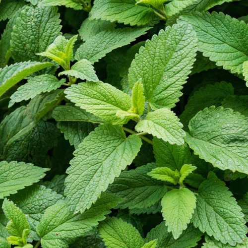 Spearmint (Mentha spicata) Seeds - 30 mg for Planting