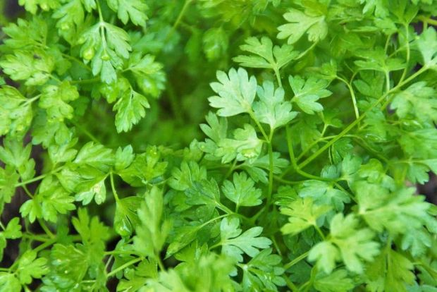 Chervil Seeds - Heirloom Non-GMO Anthriscus cerefolium | Mild Anise Flavor, 16-28 in tall, Zones 3-9