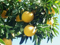 5+ Sweeties Grapefruit Seeds - Ultra-Sweet, Low-Acid Citrus