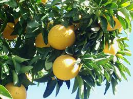 5+ Sweeties Grapefruit Seeds - Ultra-Sweet, Low-Acid Citrus