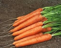 1000+ Speedo Carrot Seeds - Fast-Growing, Sweet & Tender Root Vegetable