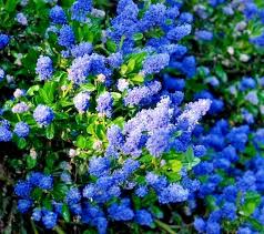 Ceanothus California Lilac - 3 Unrooted 6" Live Cuttings for Fast-Growing Blue-Flowering Shrub