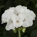 Geranium Pelargonium Zonal ‘White’ – 3 Live 6" Unrooted Cuttings