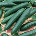 Tendergreen Burpless Cucumber (Cucumis sativus) - 50 Seeds, Sweet Non-Bitter Slicing Variety