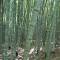 Moso Bamboo (Phyllostachys edulis) Unrooted Cutting — Live Green Bamboo for Garden