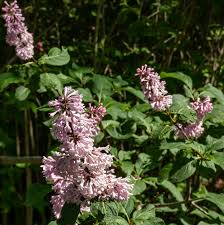 Late Lilac Bush Syringa villosa Bare Root 12-18" - Zones 3-7, Fragrant Pinkish-Lavender Flowers
