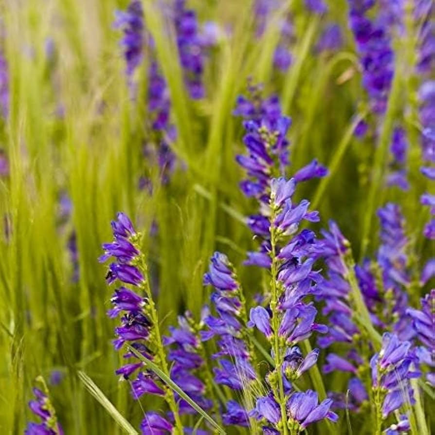 Penstemon Cyanocaulis Seeds (Blue Stem Beardtongue) - 100 mg for Planting