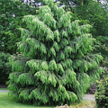 Himalayan Spruce Seeds (Picea smithiana) - 10 Fresh Seeds for Weeping Evergreen