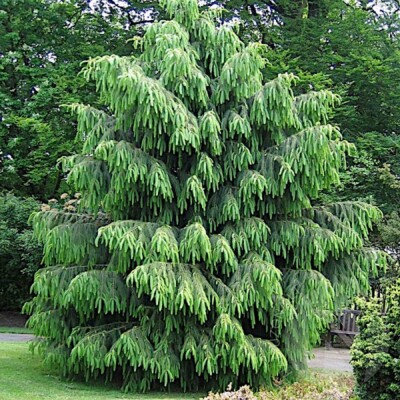 Himalayan Spruce Seeds (Picea smithiana) - 10 Fresh Seeds for Weeping Evergreen