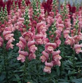 Antirrhinum majus Maryland Lavender Snapdragon Seeds – 1000+ Seeds for Garden & Cut Flowers