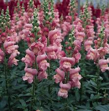 Antirrhinum majus Maryland Lavender Snapdragon Seeds – 1000+ Seeds for Garden & Cut Flowers