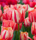 Tulip Spryng Break Bulbs - 5 Cream & Red Double Peony Tulips, Color-Changing Ruffled Blooms