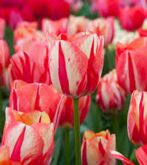Tulip Spryng Break Bulbs - 5 Cream & Red Double Peony Tulips, Color-Changing Ruffled Blooms