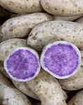 Hawaii Okinawa Purple Sweet Potato Slips (10) - Ipomoea batatas | No Roots
