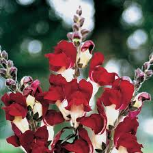 Antirrhinum majus Night and Day Snapdragon Seeds - 1000+ Bi-Color Red & White (Garden & Cut Flowers)