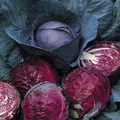 Cabbage Red Acre Seeds – 1g Heirloom, Compact Red Heads, Cold Hardy