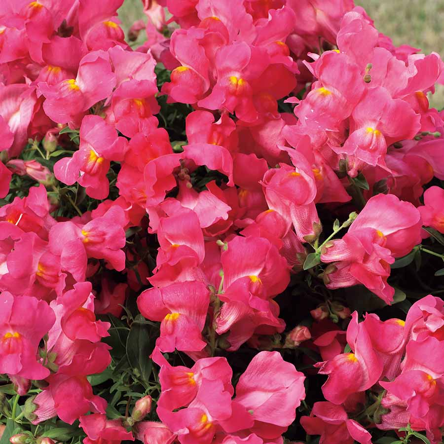 Candy Showers Pink Snapdragon Seeds (Antirrhinum majus) - 1000+ Seeds, Trailing Pink Blooms