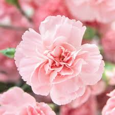 La France Carnation Seeds - Non-GMO Heirloom, 30+ Seeds, Fragrant Pink Blooms, Zones 6-8, Full Sun