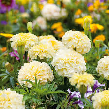 Moonlight Marigold - Tagetes Erecta Seeds (Pale Yellow) - 25 Seeds
